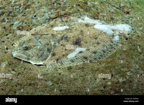 Camouflage Flounder On Sand On Bottom Of Ocean Stock Photo 53581010