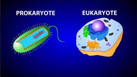 We did not find results for: CELL both prokaryotic and Eukaryotic - YouTube