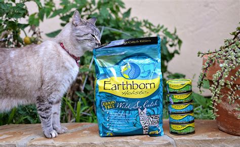 Your Guide To Wet Vs Dry Cat Food Earthborn Holistic Pet Food