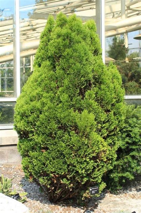 How to id a flowering plant. Non Flowering Plants . | Plants, Plant finder