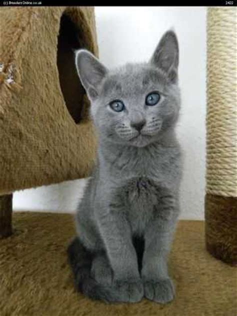 The russian blue kitten is affectionate, intelligent and suitable for those who are adopting a cat for the first time. Happy Russian blue kittens for adoption FOR SALE ADOPTION ...