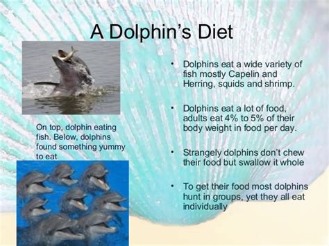 Dolphin Story