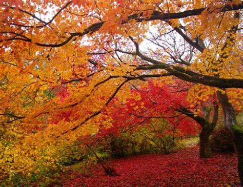 Why Autumn Is The Best Seasonmy Favourite Time Of Year — Steemit