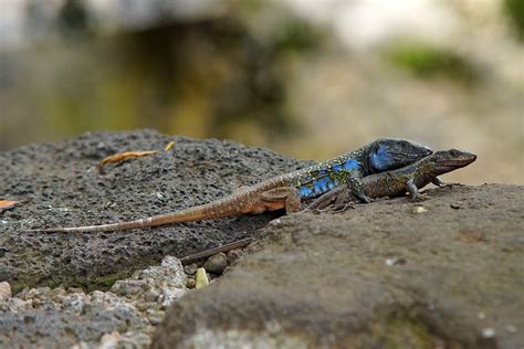 Are Blue Belly Lizards Poisonous To Dogs Unraveling The Mystery