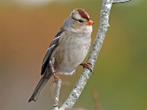 White Crowned Sparrow Celebrate Urban Birds