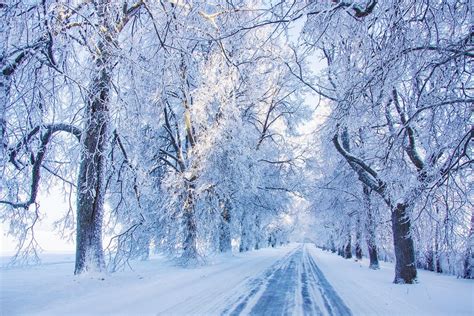 Nature Snow Trees Sun Rays White Cold Forest Landscape Frost