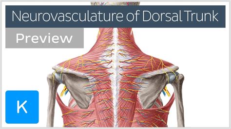 Dignidad Nosotros Mismos Insustituible Dorsal Human Anatomy Motor