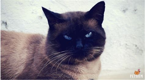 Origins, colors, price, health issues, nutrition. All About Siamese Cat Breed - Petsium