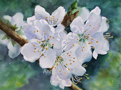 Ann Mortimer Plum Blossom Painting Flower Painting Watercolor