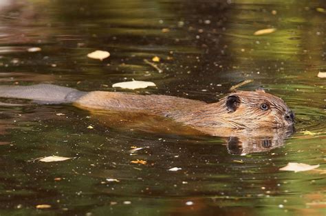 Beaver In Water - ASAP Wildlife Control and Removal