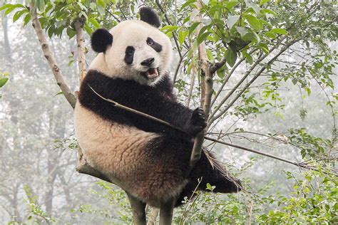 We Can Tell Whether Pandas Are Mating Successfully By Their Bleats New Scientist