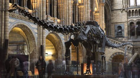 British Natural History Museum Bids Farewell To Dinosaur Nz