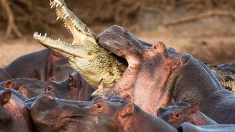 30 Hippos Tear A Crocodile Apart Law Of The Jungle Wild Animal