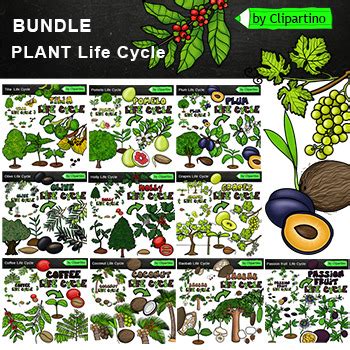 Plant Life Cycle Clip Art Bundle By Clipartino TpT