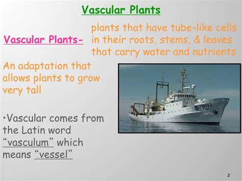 Ppt Vascular Plants Powerpoint Presentation Free Download Id150011