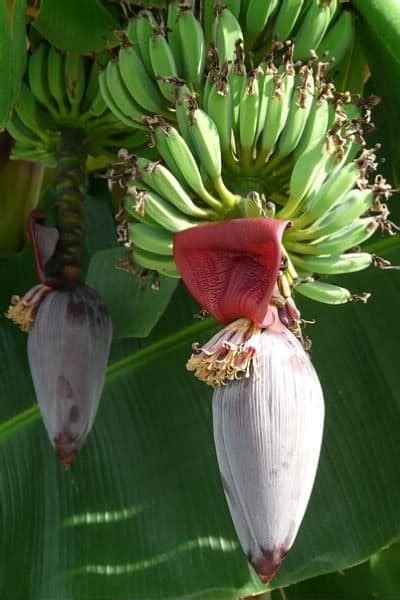Grow Bananas From Seed For An Exotic Plant Gardening Advice 57 Off
