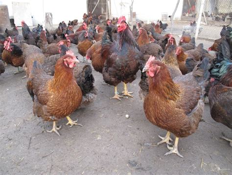 They come in big bales at your local feed and farm store. Fowls during the egg-laying period (original) | Download ...
