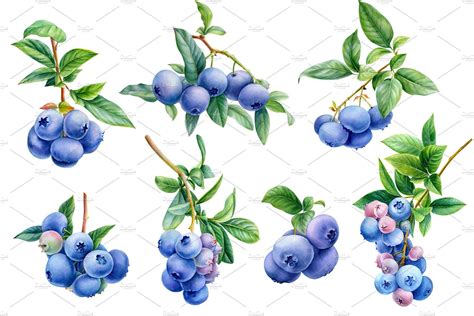 blueberry botanical illustration botanical illustration botanical drawings draw flower