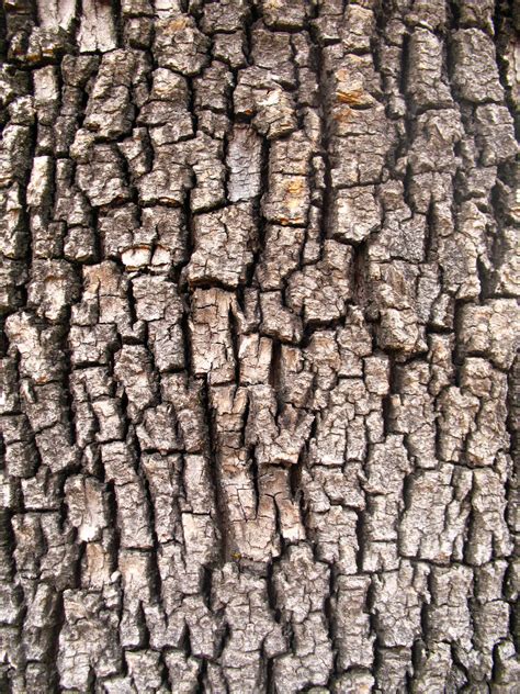 Tree Bark Ii By Oddgoo Stock On Deviantart