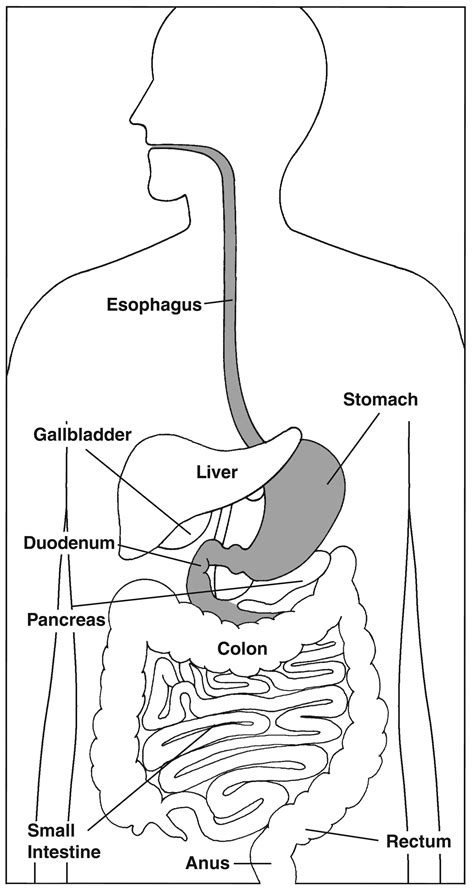 Digestive System With Labels Media Asset Niddk