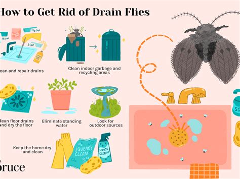 How To Get Rid Of Drain Fleas Pest Phobia