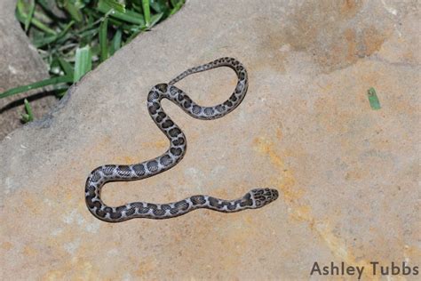 Spotted House Snake Project Noah