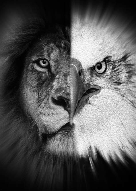 Half Lion Half Eagle B W Poster Picture Metal Print Paint By Mk