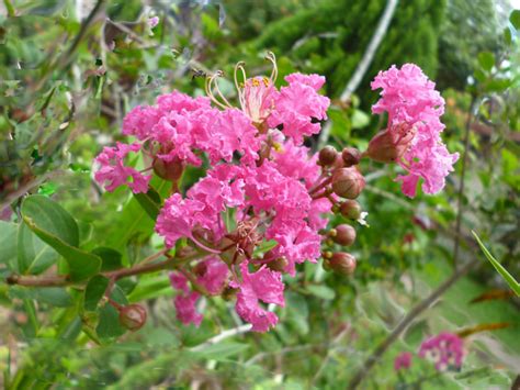 The crepe myrtle has a lot to offer for any bonsai collector. Crepe Myrtle tree - Lagerstroemia | SL Flora