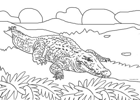 Simply do online coloring for drawing baby crocodile coloring page directly from your gadget, support for ipad, android tab or using our web feature. Free Printable Alligator Coloring Pages For Kids | Cool2bKids