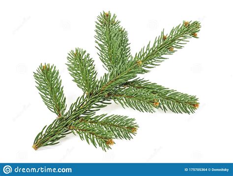 Pine Tree Branch Isolated On White Background Stock Photo Image Of