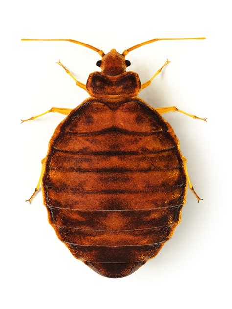 Bed Bug Facts And Myths Protect Yourself From The Epidemic
