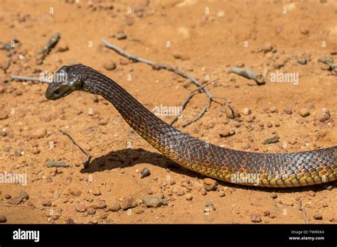Eastern Tiger Snake Notechis Scutatus Eastern Australia Stock Photo Alamy