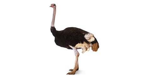 Ostrich Facts For Kids Ostriches Running Dk Find Out