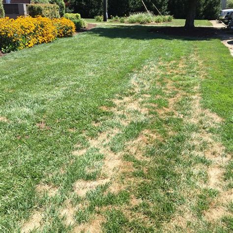 Pythium Blight The Lawn Institute