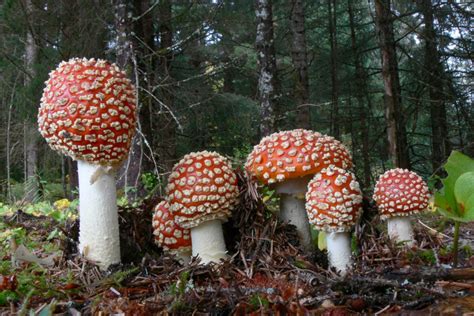 Alaskas Three Types Of Amanita Muscaria Juneau Empire