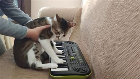 El Gato Loco Tocando El Piano Youtube