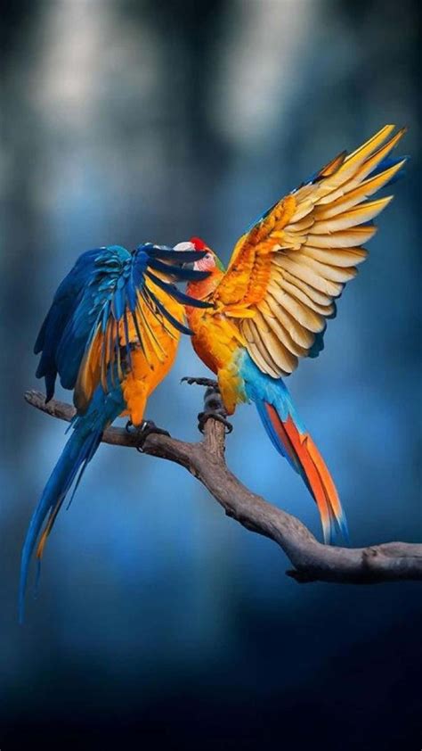 Download Macaw Couple Bird Iphone Wallpaper