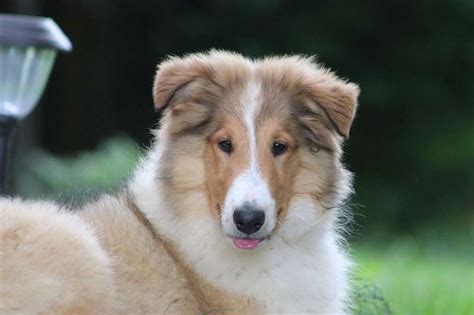 Rough Collie Puppies For Sale
