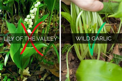 Identifying And Picking Wild Garlic The Greedy Vegan