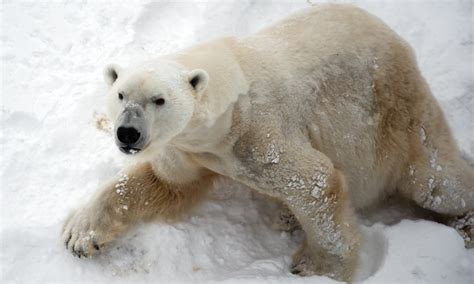 Polarni Medved Ubio Majku I Dete