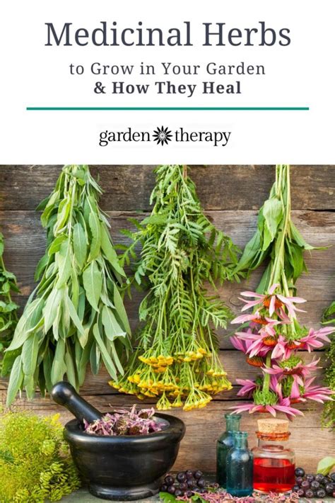 By sowing vegetable seeds in july, you can rely on the sun to do most of the hard work, ensuring warm temperatures for quick crops. The Top Five Medicinal Herbs to Grow in Your Garden and ...
