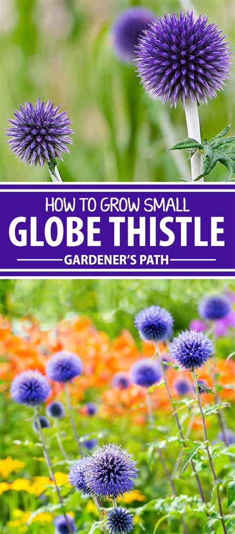 How To Grow Small Globe Thistle Gardeners Path