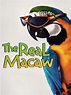 The Real Macaw (1998) - Rotten Tomatoes