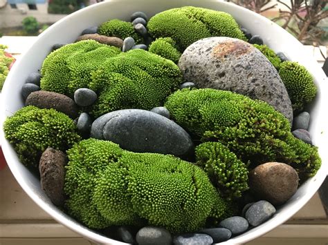 How To Create A Japanese Moss Garden