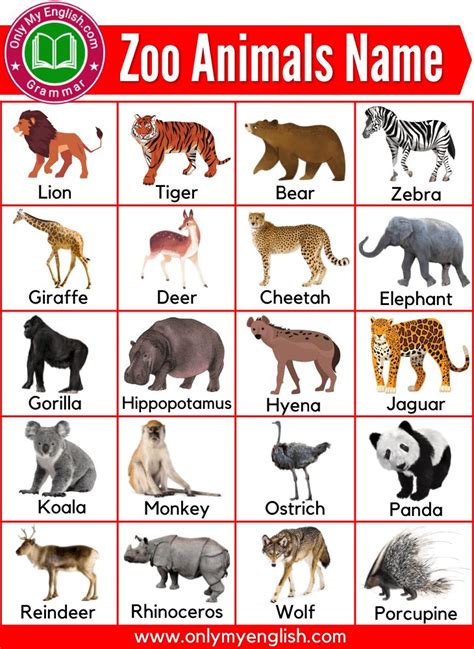100 Most Common Zoo Animals List With Pictures Zoo Animals List Zoo