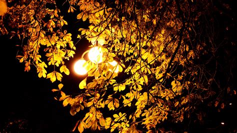 Wallpaper Night Lights Autumn Tree Leaves 3840x2160 Uhd 4k Picture