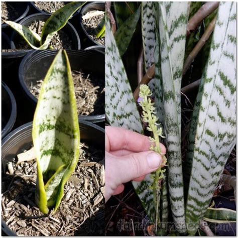 Limited time sale easy return. Sansevieria Trifasciata Mother In Laws Tongue Snake Plant ...