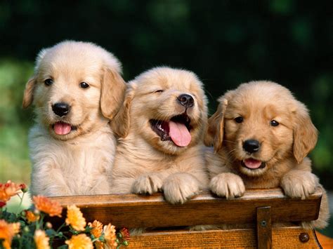 A golden retriever puppy pile! Puppy World: Cute Golden Retriever Puppy Pictures