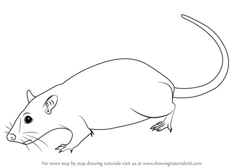 Learn How To Draw A Rat Rodents Step By Step Drawing Tutorials