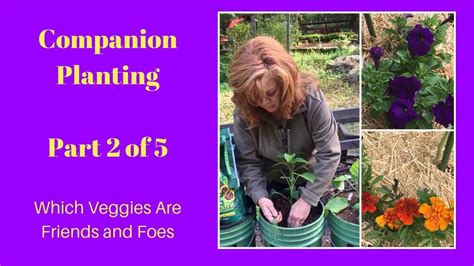 Companion Planting Part 2 Which Veggies Are Friends Or